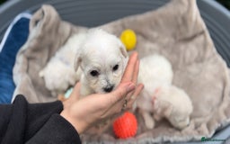 Bichon Frise dogs for sale: Beautiful Bichon Frise only 1 available  - Image 31
