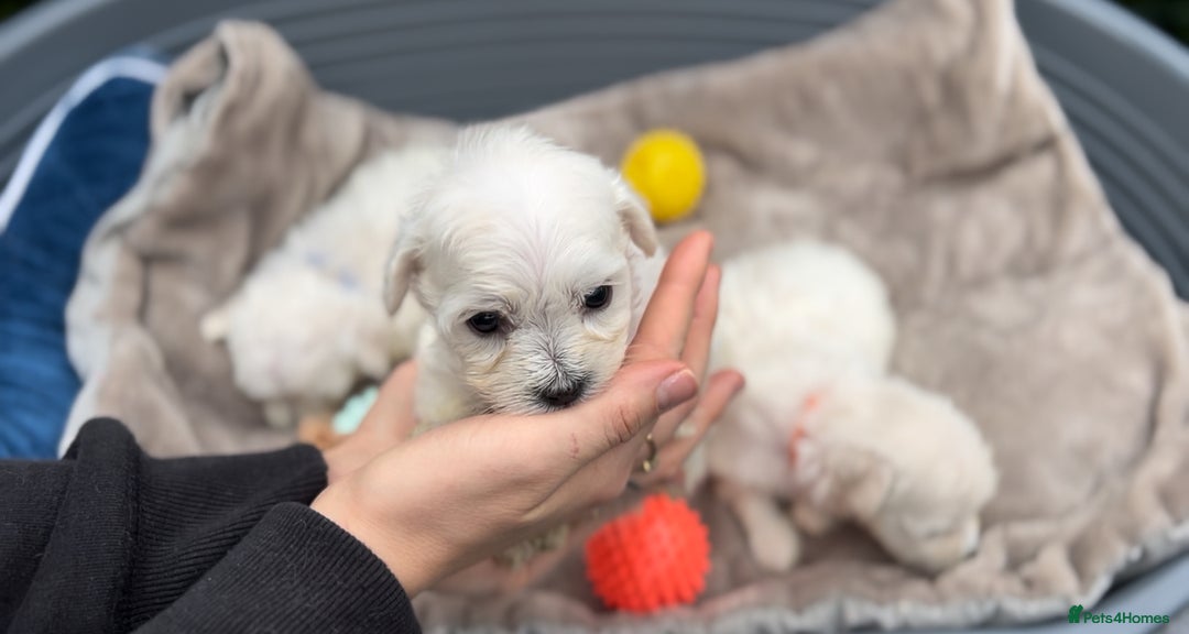 Bichon Frise dogs for sale: Beautiful Bichon Frise only 1 available  - Image 31