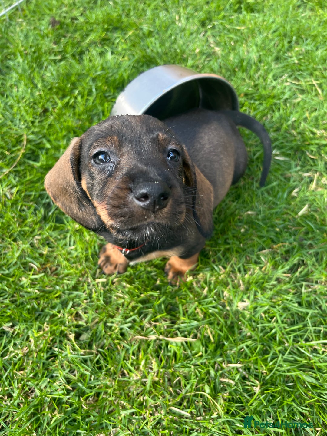 Dachshund dogs for sale: wirehaired dachshunds (teckels) - Image 39