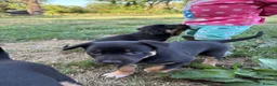 Australian Kelpie dogs for sale: Kelpie cross Collies in Launceston - Advert 8