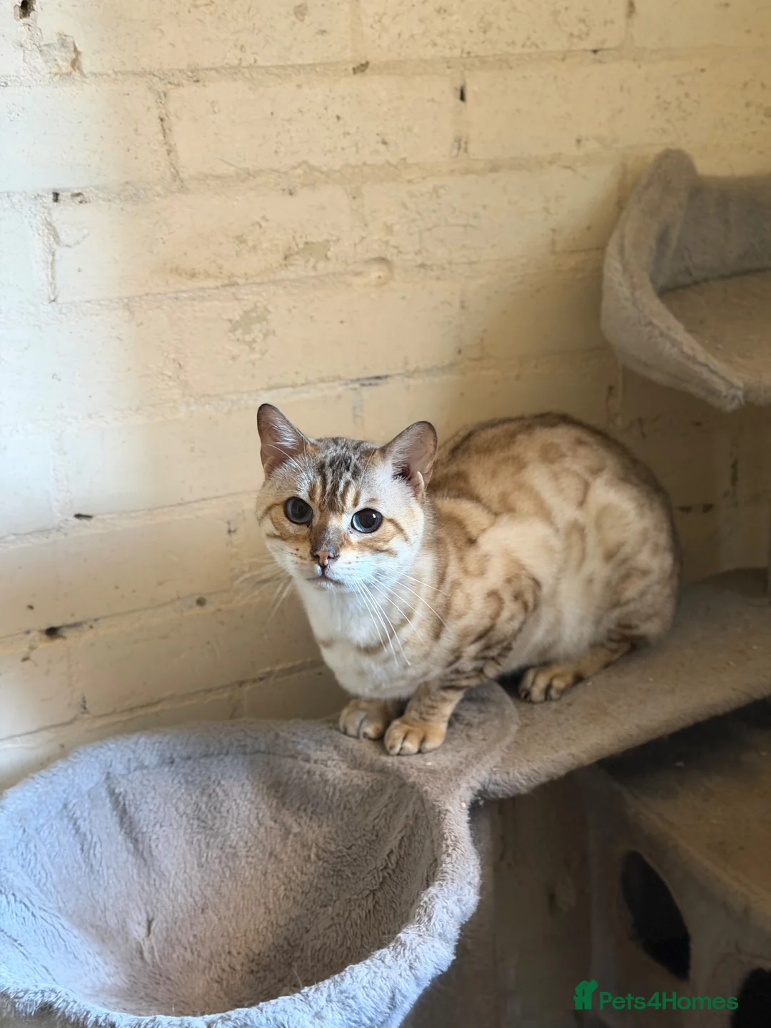 Bengal cats for sale: Snow lynx bengal male - Advert 6