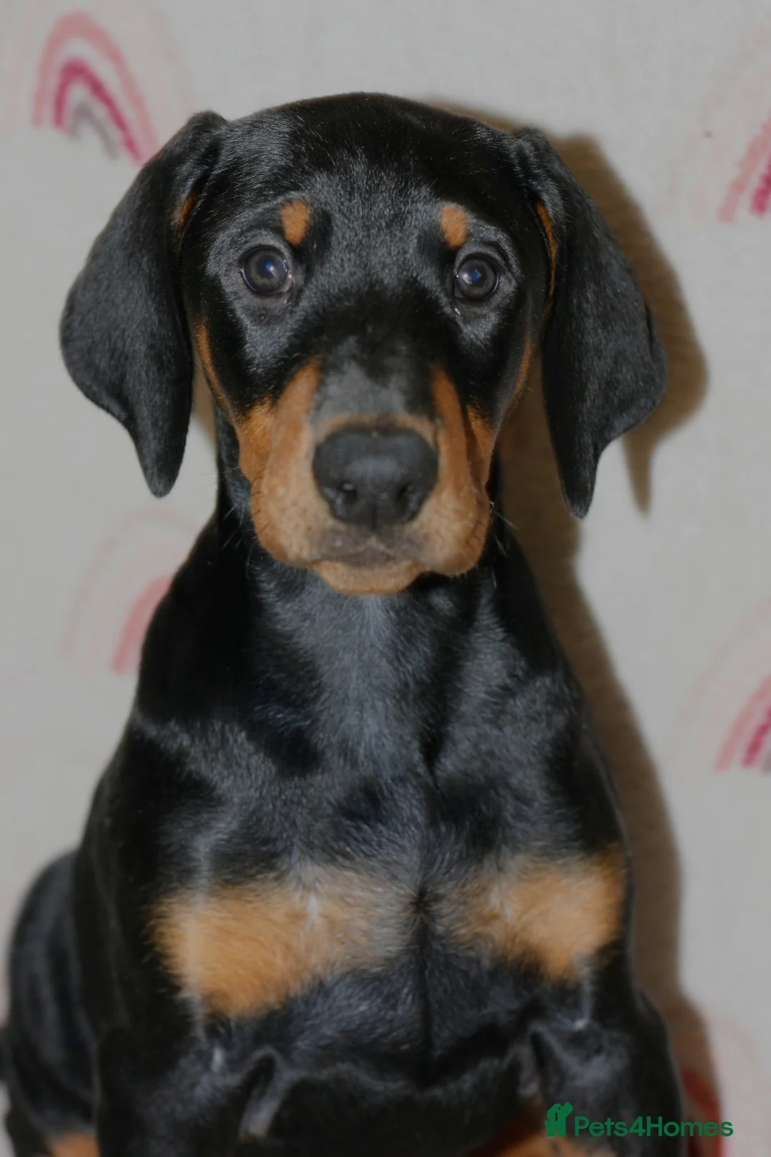 Dobermann dogs for sale: Evalesco Dobermanns - Advert 3