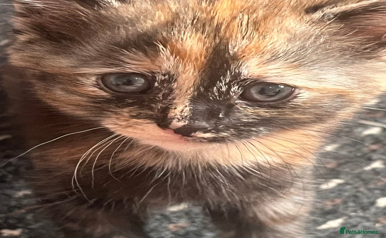 Mixed Breed cats - Advert 1
