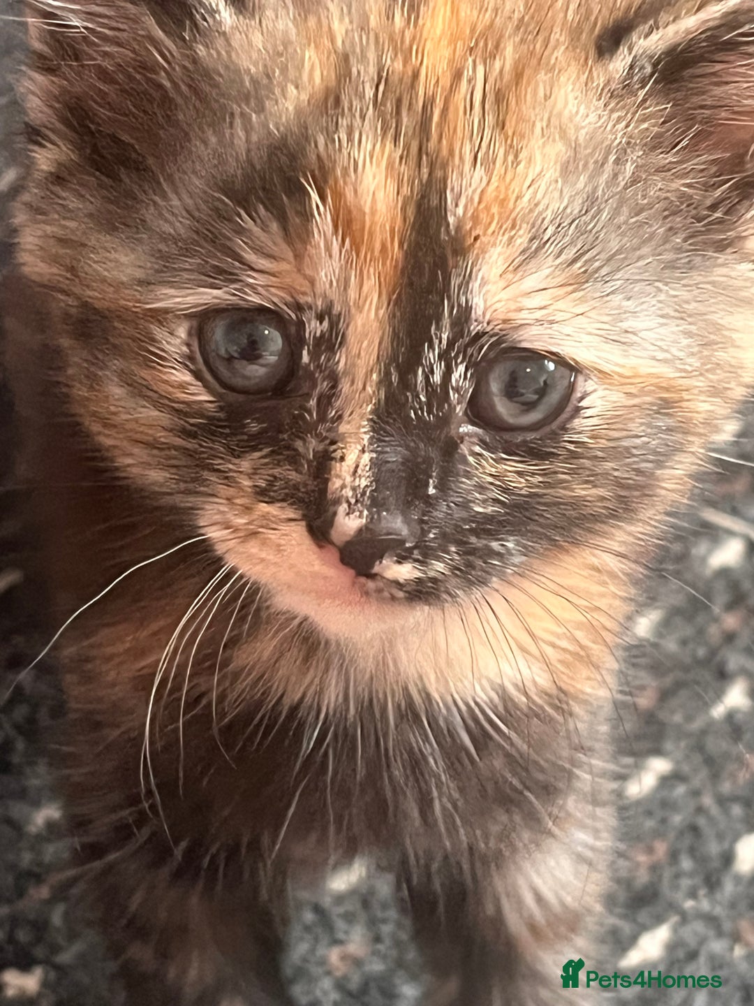 Mixed Breed cats for sale: 2 kittens  - Image 1