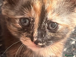 Mixed Breed cats - Advert 13