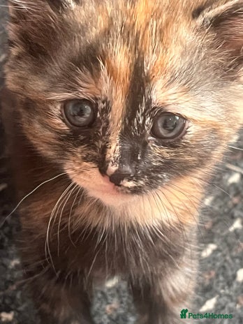 Mixed Breed cats - Advert 14