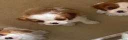 Cavalier King Charles Spaniel dogs for sale: Extra Special Puppies  - Advert 2