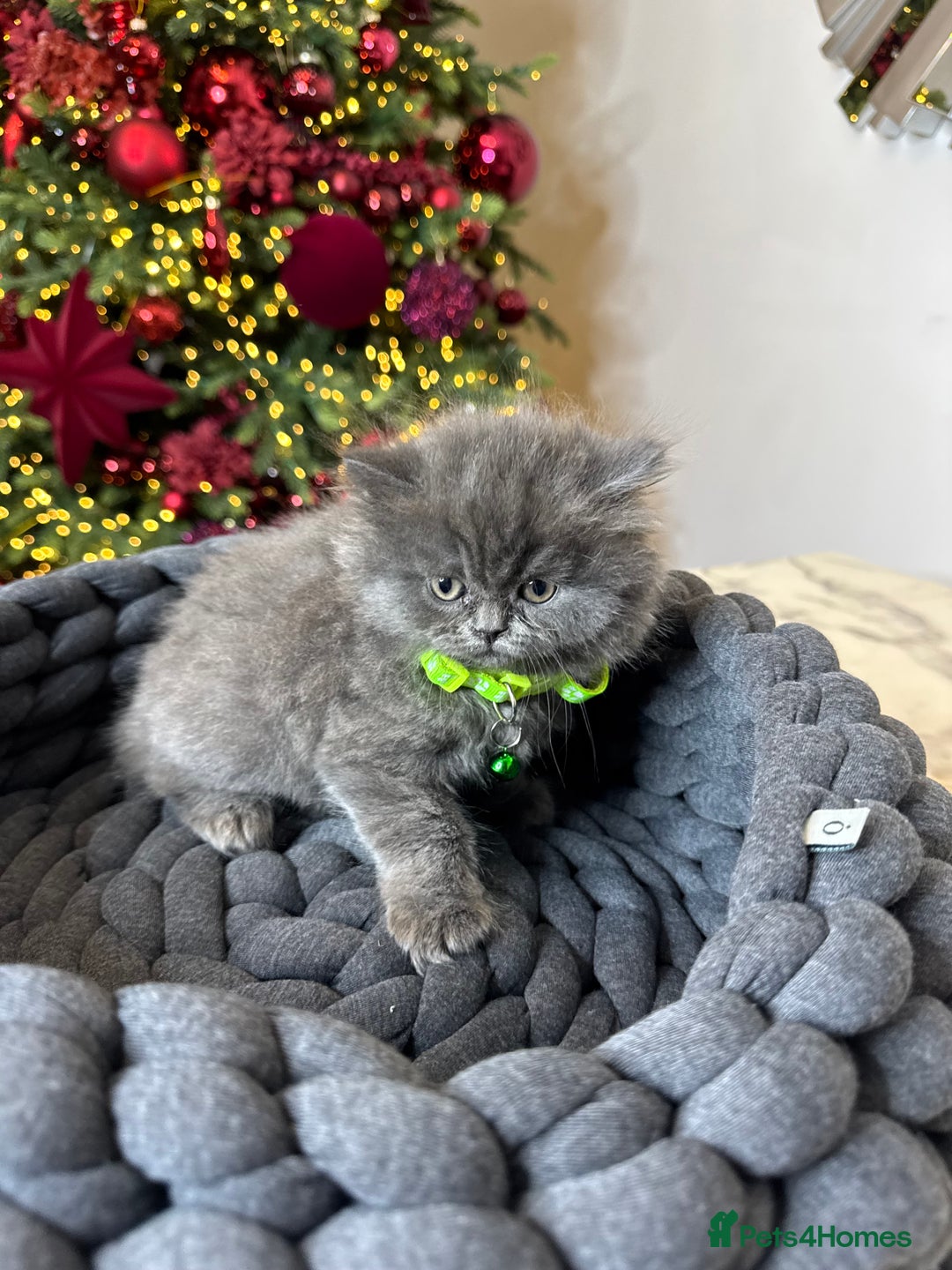 British Shorthair cats for sale: 6 stunning British Shorthair kittens  - Advert 12