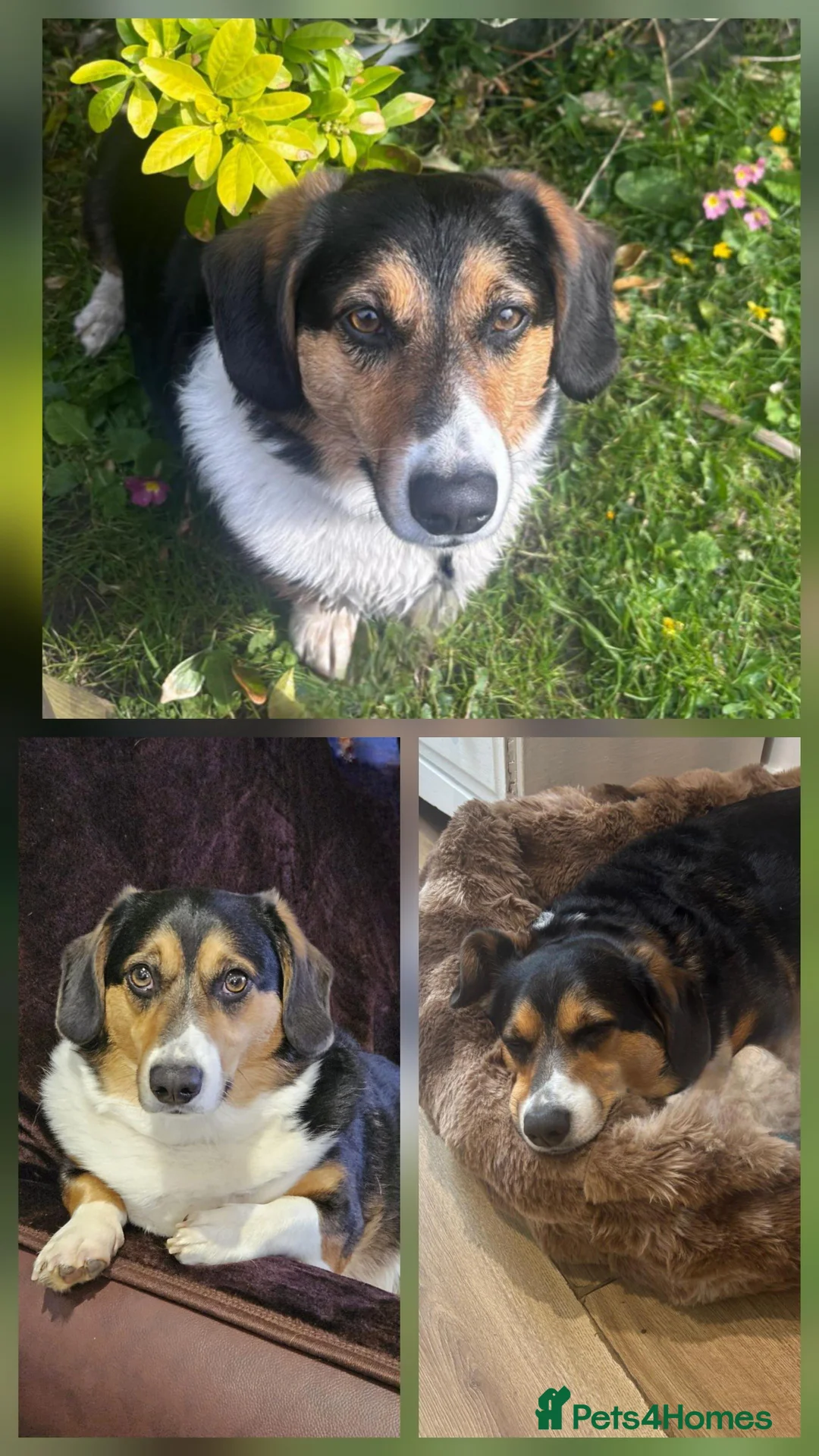 Welsh Corgi Cardigan dogs for adoption: Mr Taffy looking for his forever family in Stroud - Advert 2