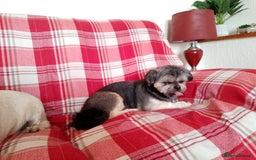 Lhasa Apso dogs for sale: Lhasa Apso 4 year old Bitch - Image 3