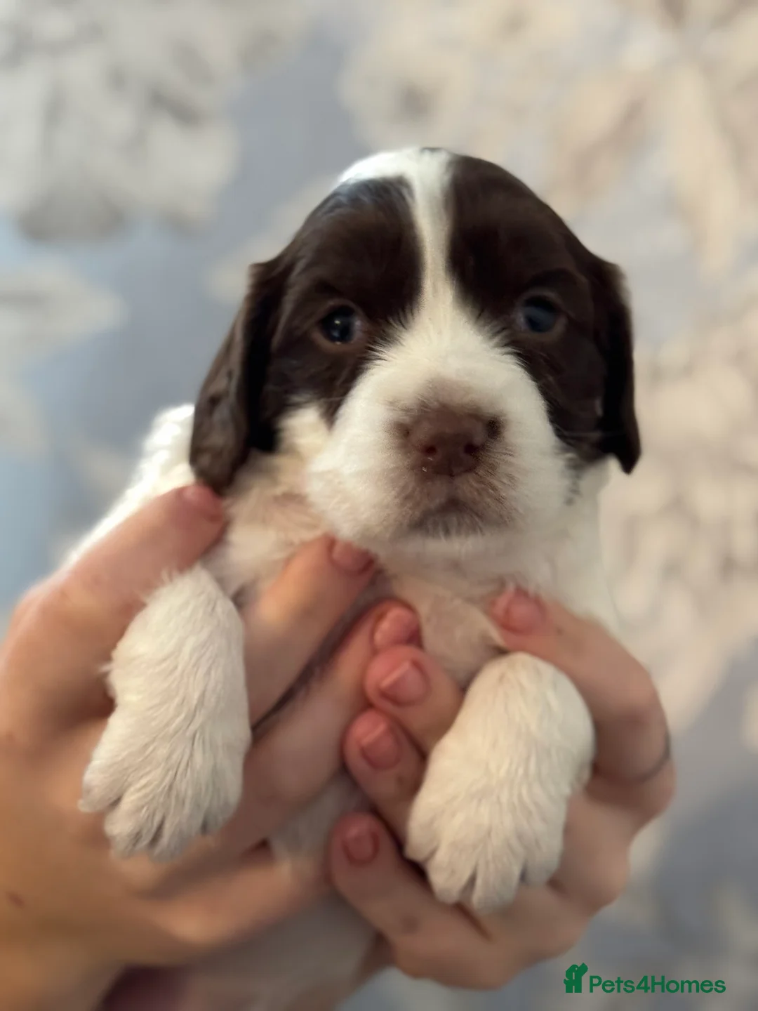 Sprocker dogs for sale: Beautiful Sprocker Spaniel pups  - Advert 20