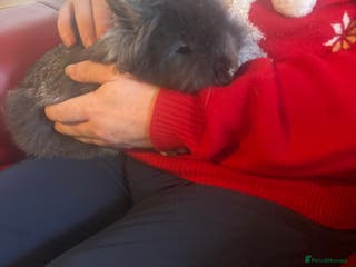 Mixed Breed rabbits Lionhead male rabbits, identical - Advert 18