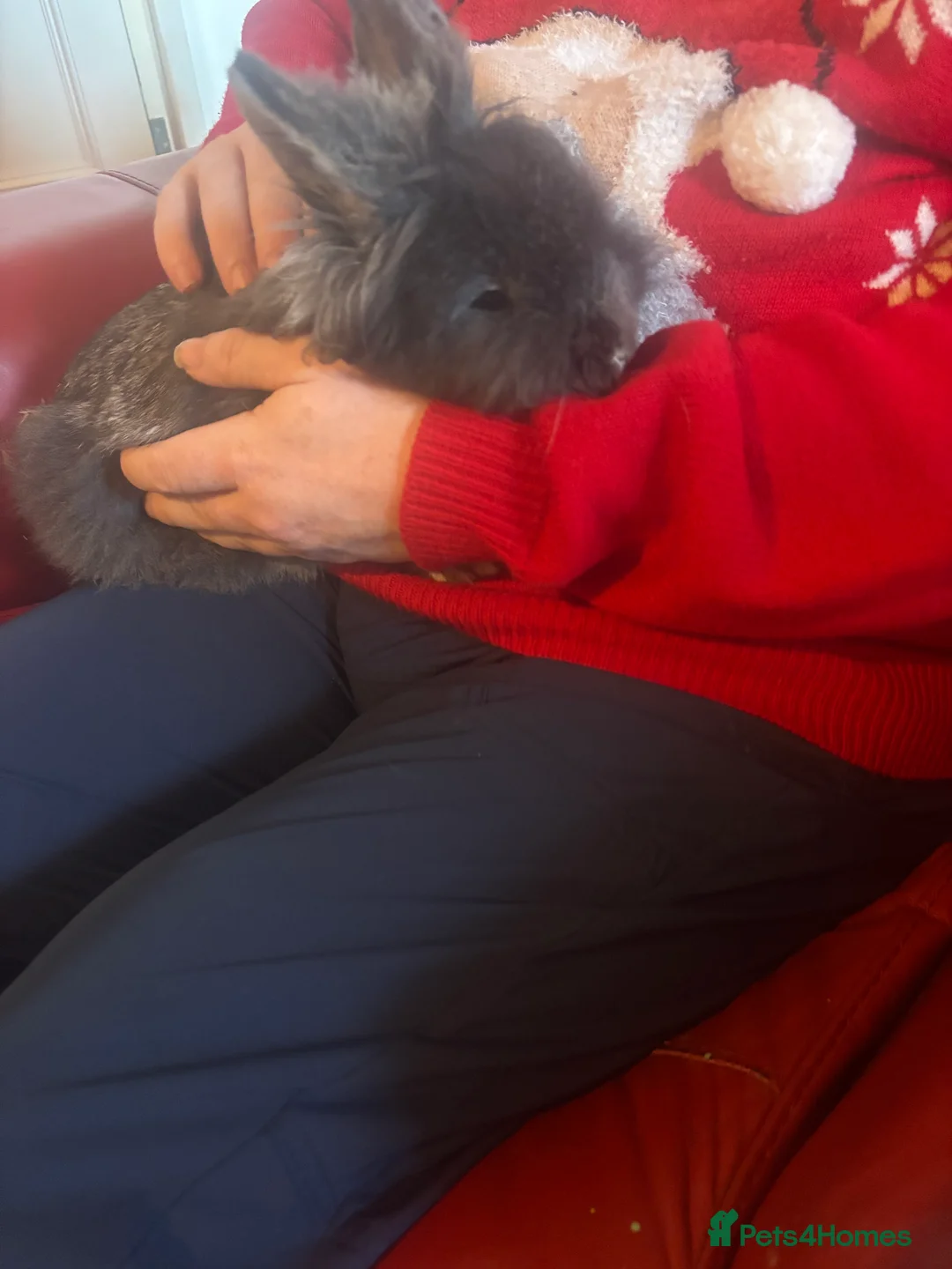 Mixed Breed rabbits for sale: Lionhead male rabbits, identical  - Advert 1