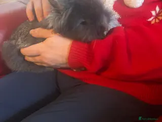 Mixed Breed rabbits Lionhead male rabbits, identical - Advert 5