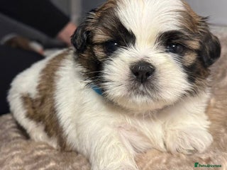 Shih Tzu dogs Beautiful Tricolour Mini Shih Tzu Puppies - Advert 7