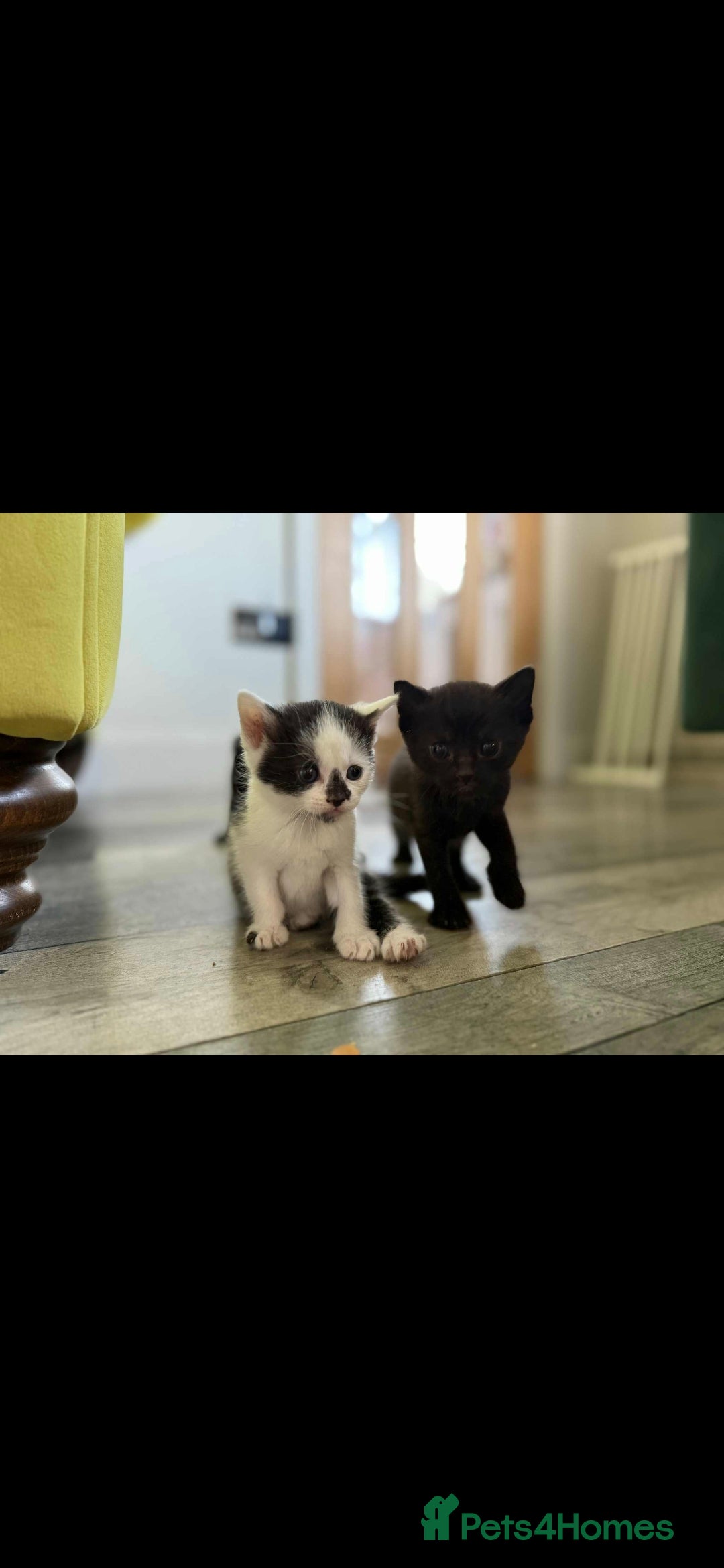 Mixed Breed cats for sale: 4 x Beaitiful Kittens READY NOW - Image 9