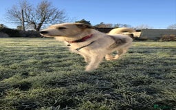 Mixed Breed dogs for adoption: Hershey ( and brother Harley )  - Advert 13