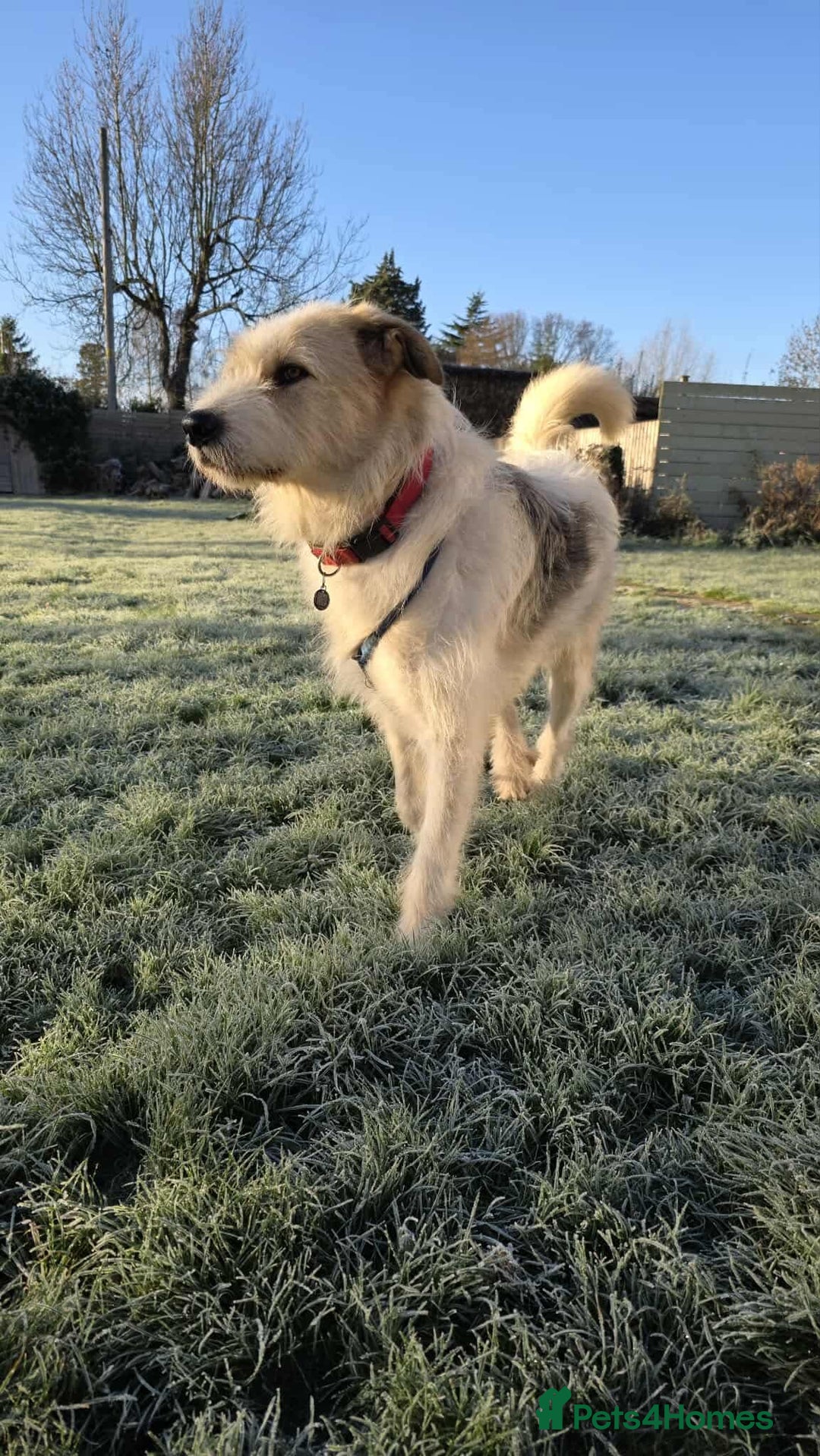 Mixed Breed dogs for adoption: Hershey ( and brother Harley )  - Advert 13