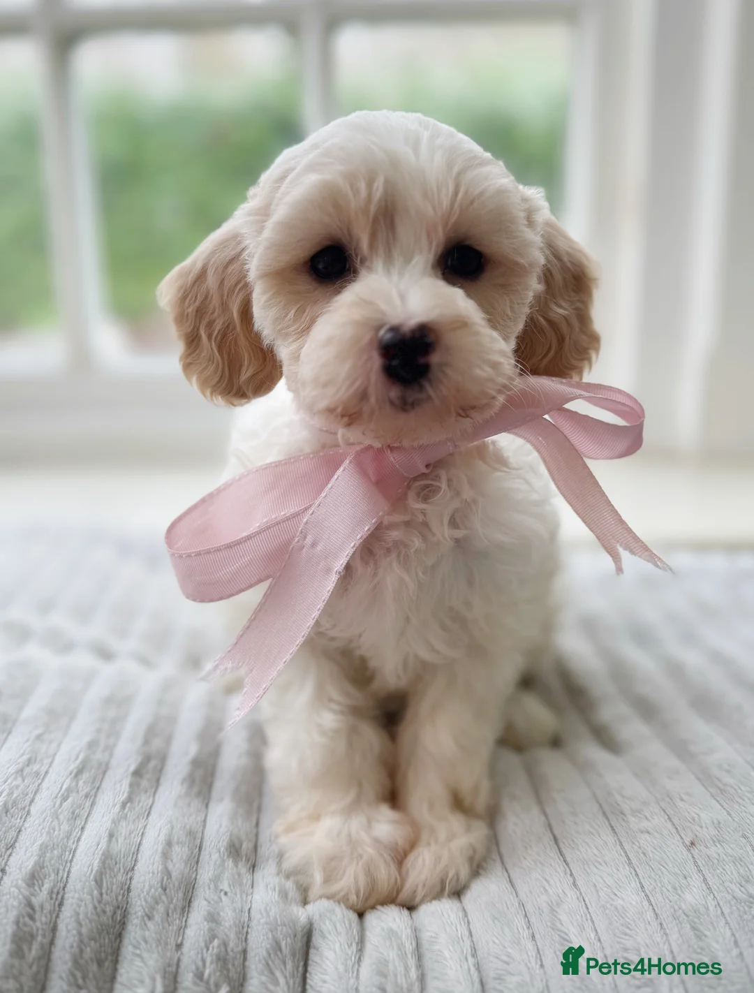Mixed Breed dogs for sale: Shichon-poo Teddy bear - Advert 28