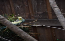 Budgerigars birds for sale: Aviary Bred Budgie Chicks 12 Weeks - Image 6