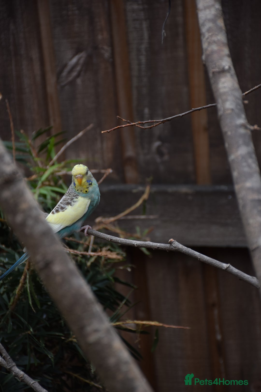 Budgerigars birds for sale: Aviary Bred Budgie Chicks 12 Weeks - Image 6