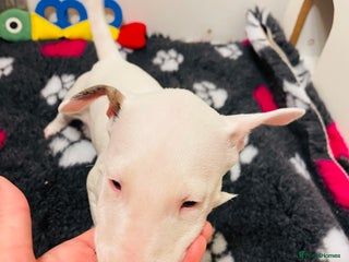 Bull Terrier dogs KC reg, exc pedigree show quality white bitch pup - Advert 2