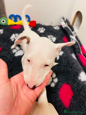 Bull Terrier dogs KC reg, exc pedigree show quality white bitch pup - Advert 1