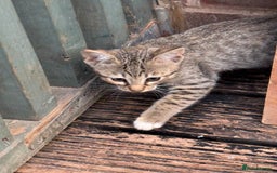 Savannah cats for sale: Savannah F6 kittens - Image 9