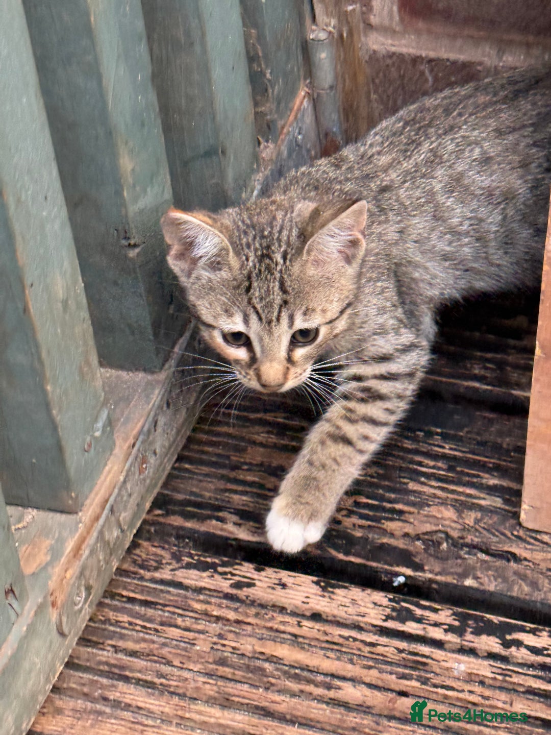 Savannah cats for sale: Savannah F6 kittens - Image 9