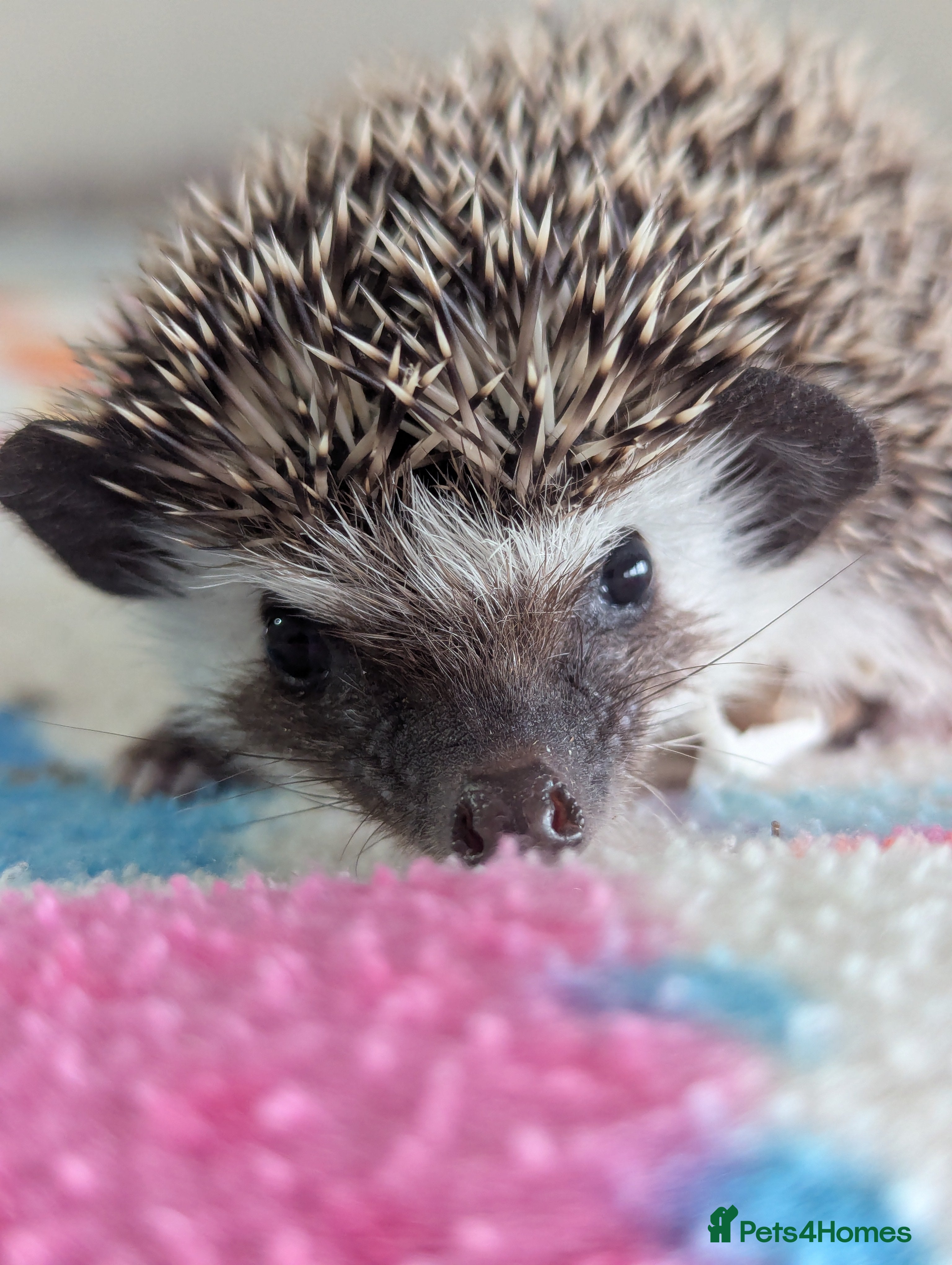 Pygmy Hedgehog rodents Beautiful Baby Hoglets Ready Now!!! - Advert 13