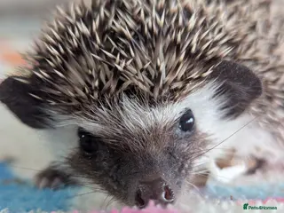 Pygmy Hedgehog rodents Beautiful Baby Hoglets Ready Now!!! - Advert 13