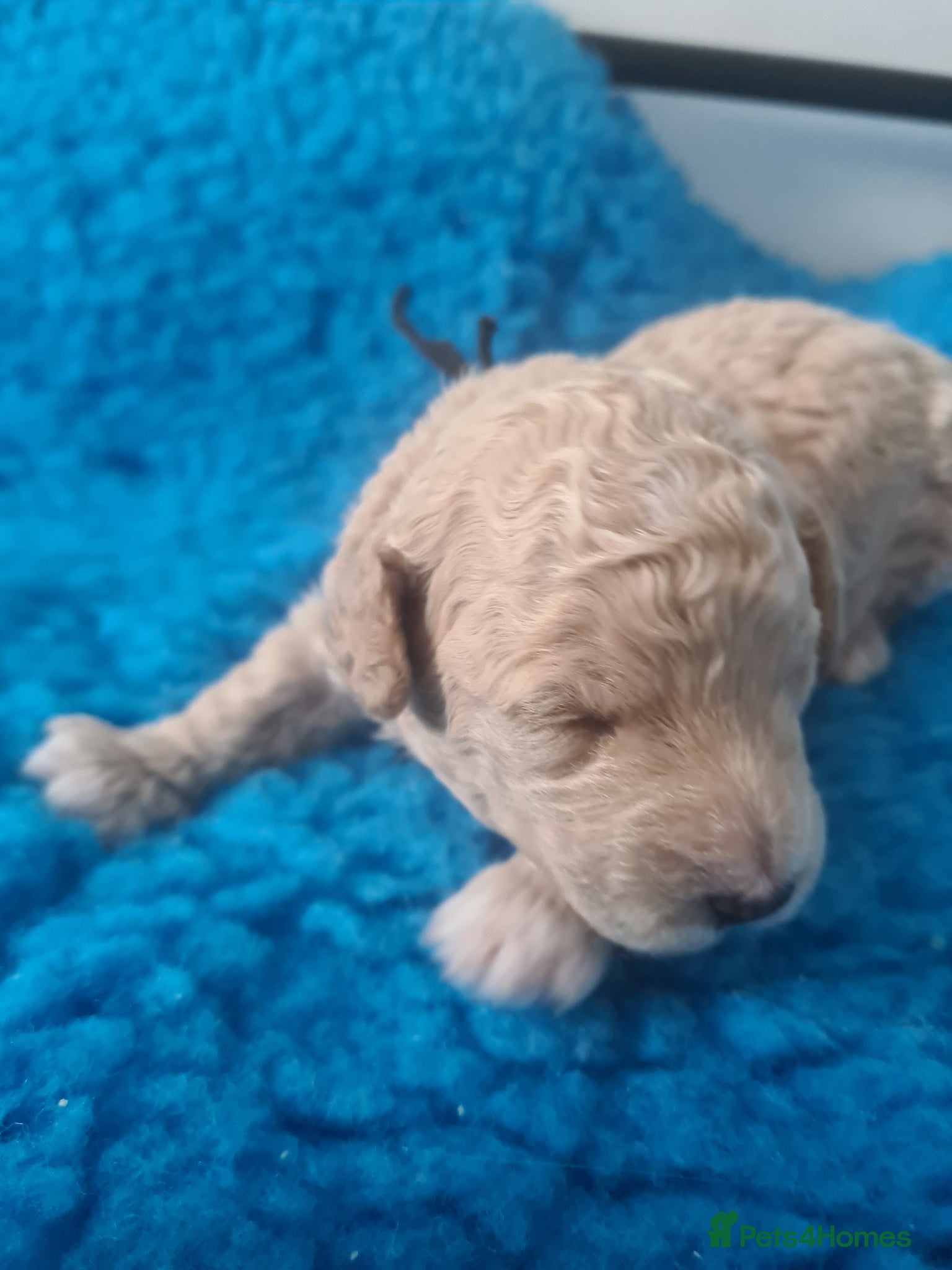 Poochon dogs One sand colour boy needs a home  - Advert 1