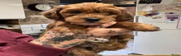Jackapoo dogs for sale: 3 fluffy Jackapoo Puppies for sale - Advert 2