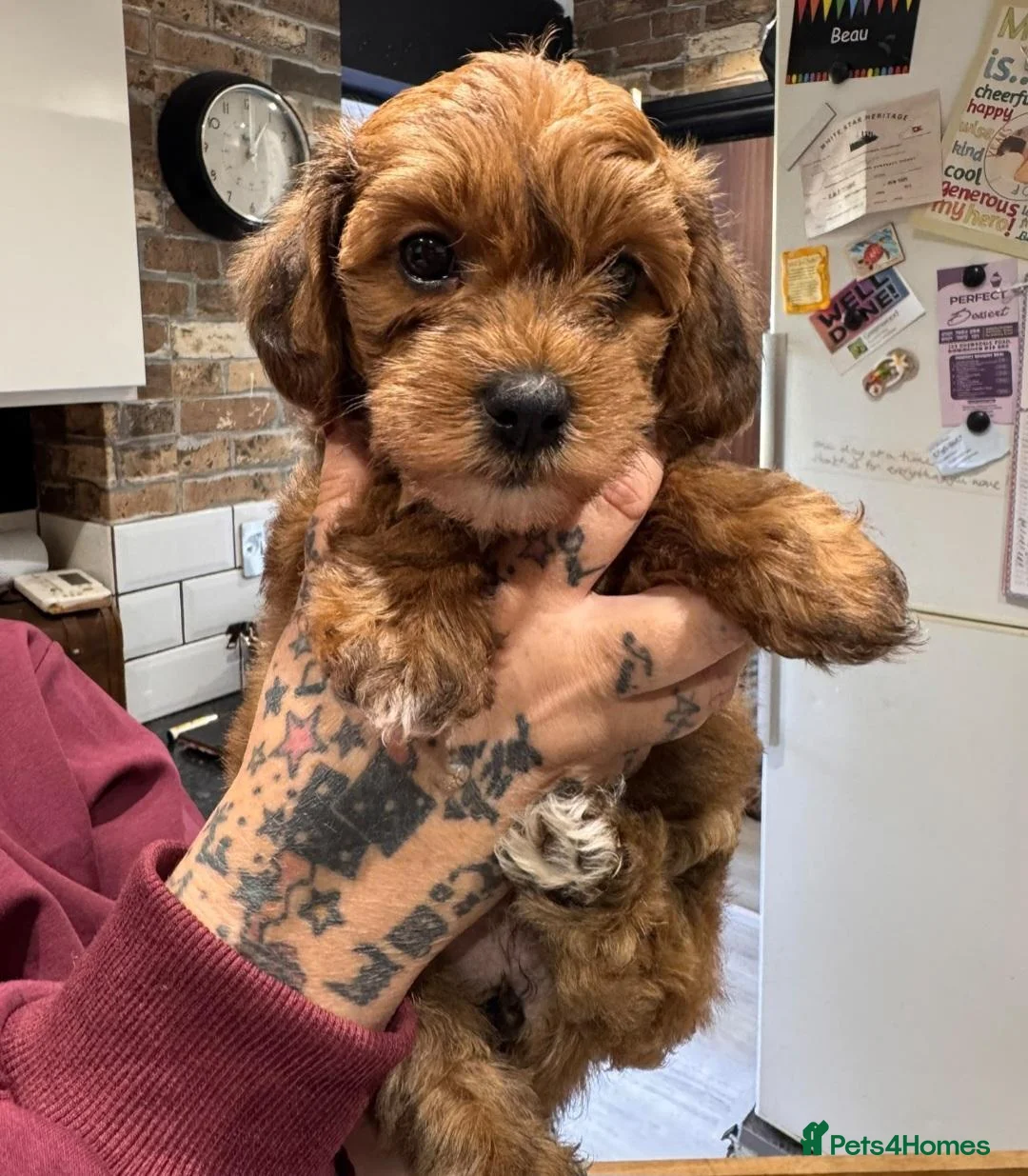 Jackapoo dogs for sale: 3 fluffy Jackapoo Puppies for sale - Advert 2
