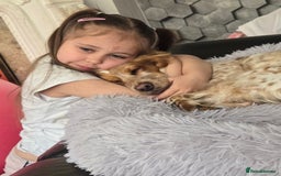 Cockapoo dogs for sale: Female cockerpoo - Image 8