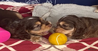 Cocker Spaniel dogs - Advert 15