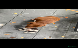 English Springer Spaniel dogs for sale: last baby looking for his forever home🥺😍 - Advert 7