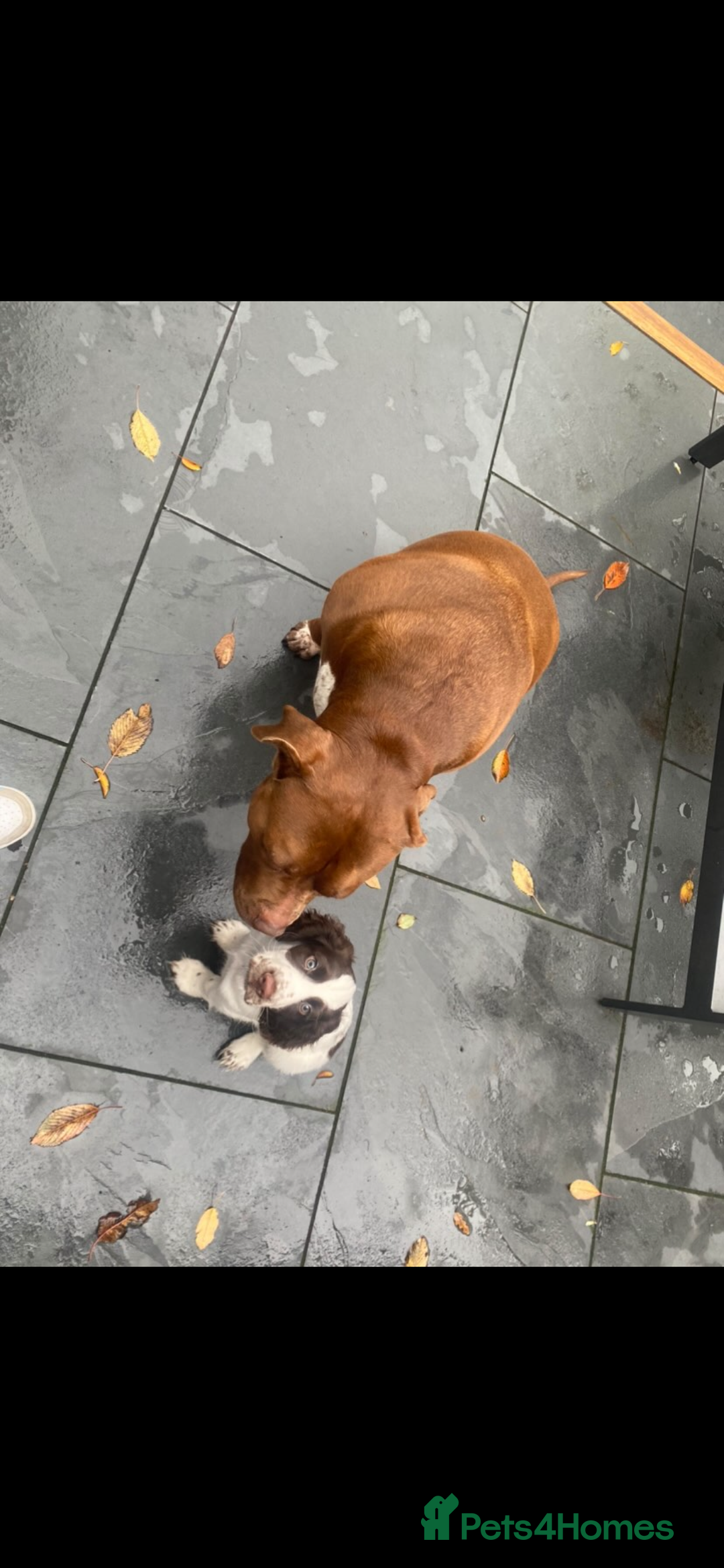 English Springer Spaniel dogs for sale: last baby looking for his forever home🥺😍 - Advert 7