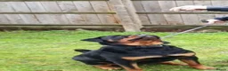 Rottweiler dogs for sale: Rotweiler - Advert 2