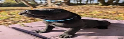 Mixed Breed dogs for sale: Labrador x rottweiler pups  - Advert 20