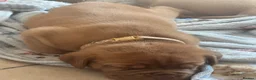 Dogue De Bordeaux dogs for sale: Dogue de Bordeaux pups in Croydon - Advert 6