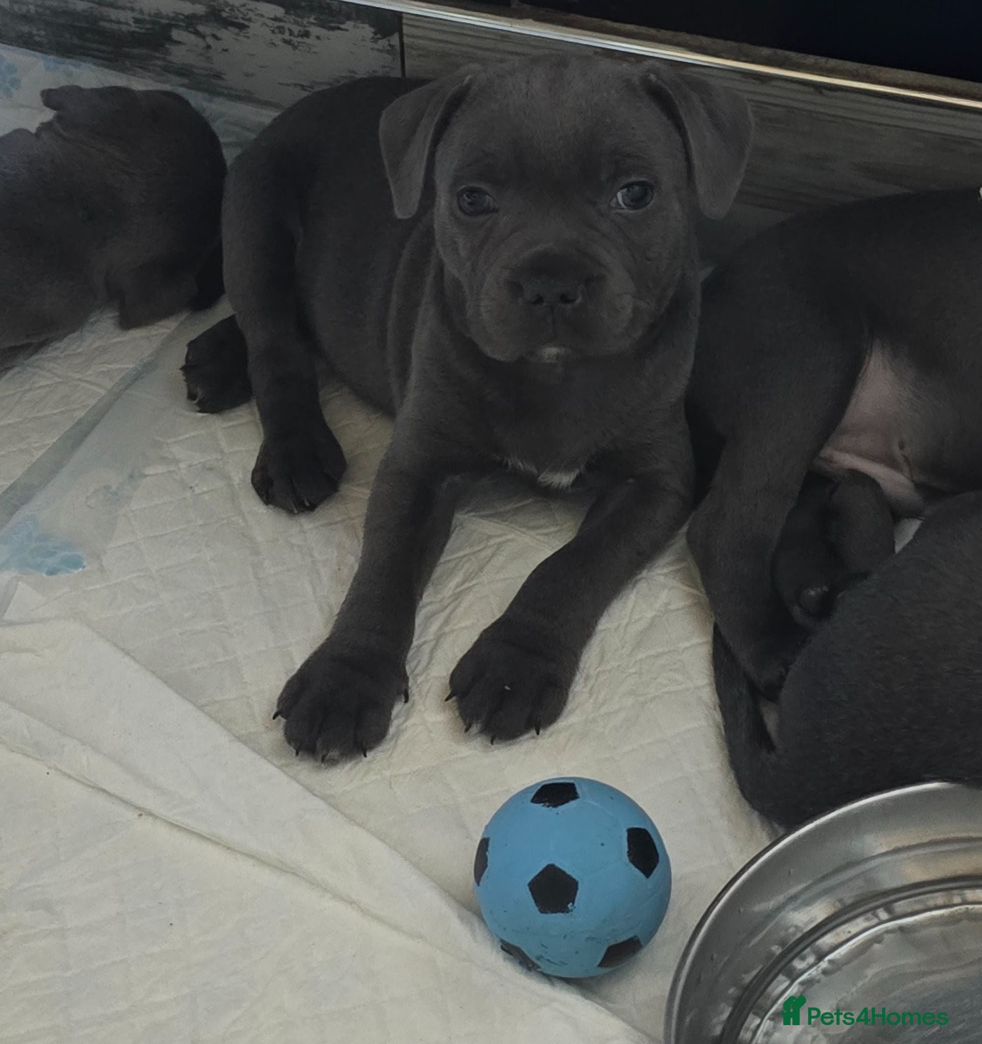 Staffordshire Bull Terrier dogs Stunning KC reg SBT BLUE PUPS - Advert 1