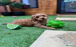 Cockapoo dogs for sale: Miniature F1B Cockapoo DNA Health Checked - Image 2