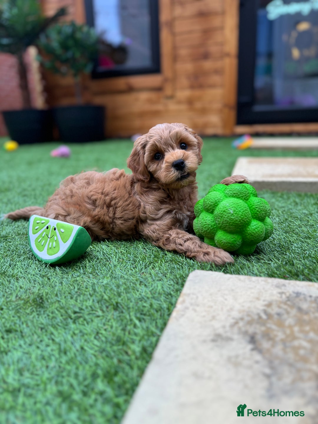 Cockapoo dogs for sale: Miniature F1B Cockapoo DNA Health Checked - Image 2