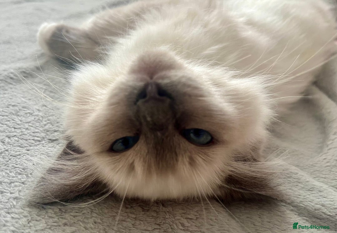 Ragdoll cats for sale: Gorgeous Mitted Bluepoint Ragdoll - Image 5