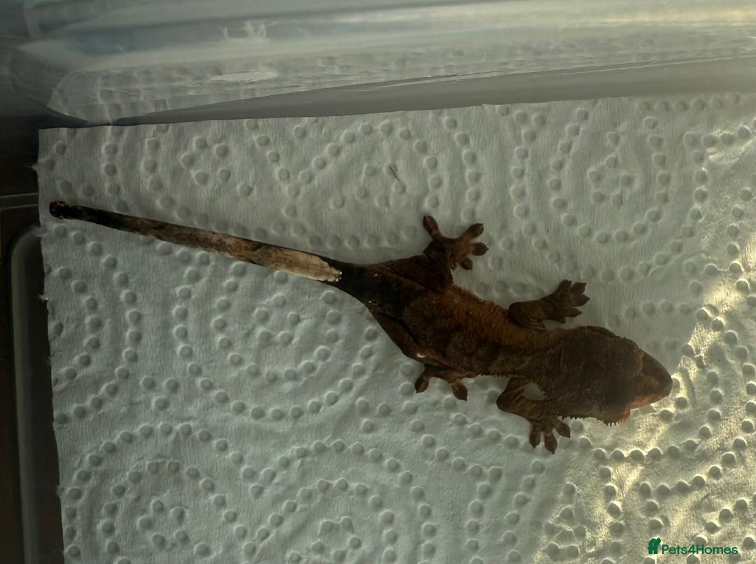 Gecko reptiles for sale: Baby Crested Geckos - Advert 3