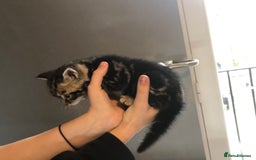 British Shorthair cats for sale: STUNNING AND LOVING BSH x DSH KITTENS - Image 5
