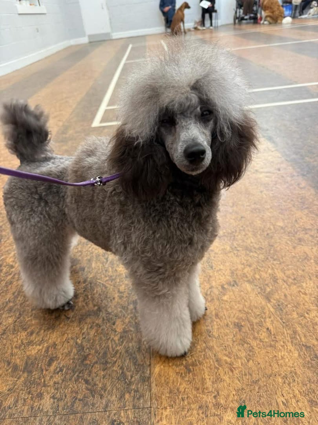 Miniature Poodle dogs for sale: OUTSTANDING SILVER MINI POODLES BEST IN 🇬🇧  - Advert 24
