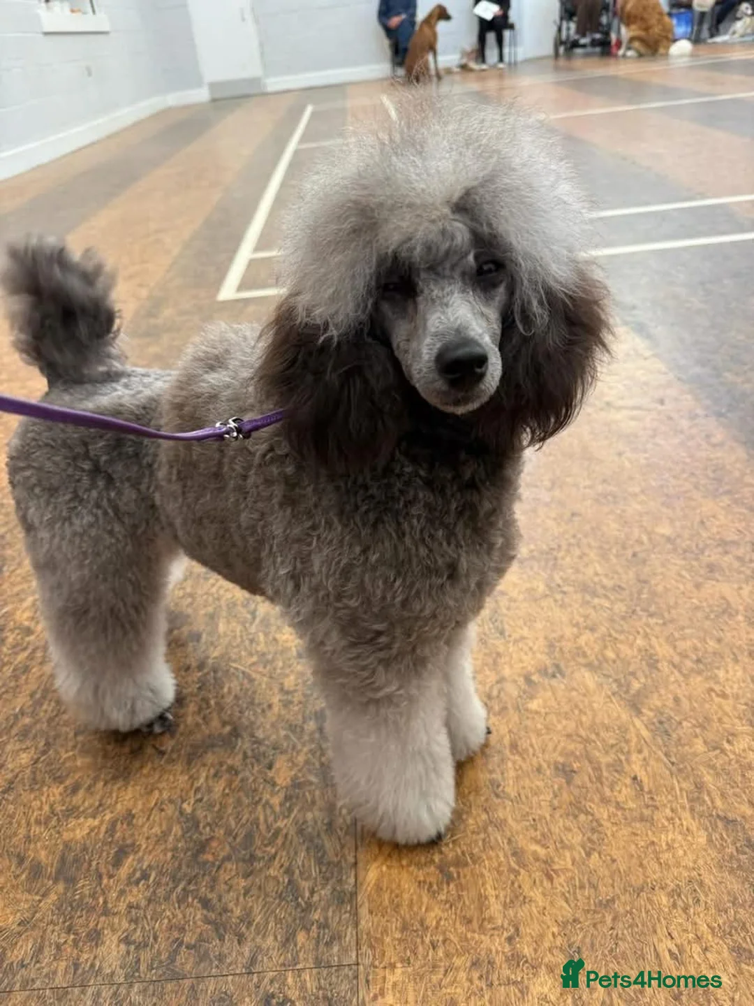 Miniature Poodle dogs for sale: OUTSTANDING SILVER MINI POODLES BEST IN 🇬🇧  - Advert 35