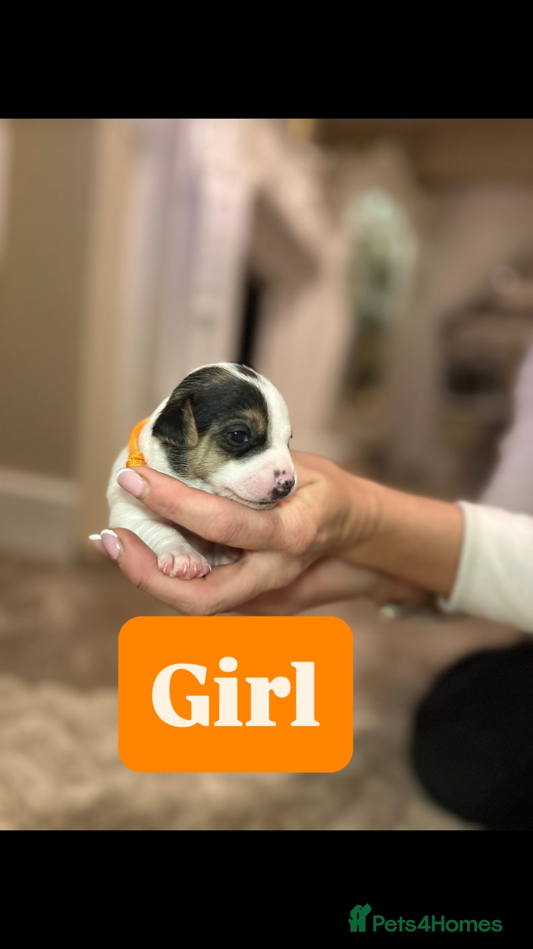 Jack Russell dogs for sale: Miniature jack russell puppies  - Advert 10